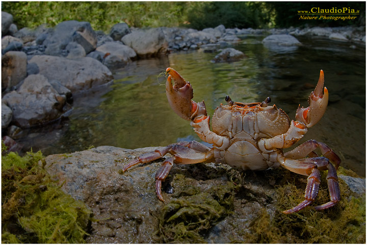 Potamon fluviatile, granchio d'acqua dolce, fresh water crab, fotografia, val di vara